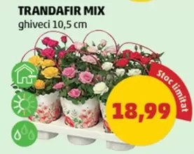 TRANDAFIR MIX