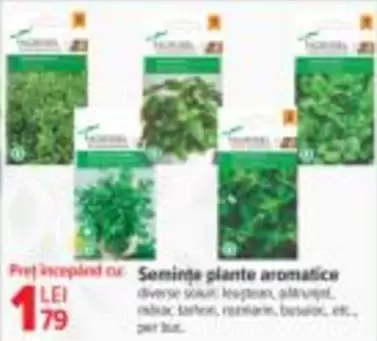 Semințe plante aromatice