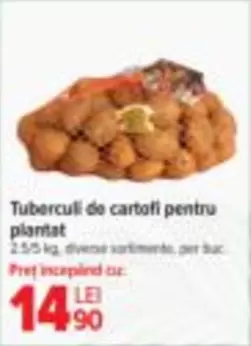 Tubercull de cartofi pentru plantat