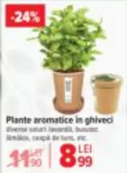 Plante aromatice in ghiveci