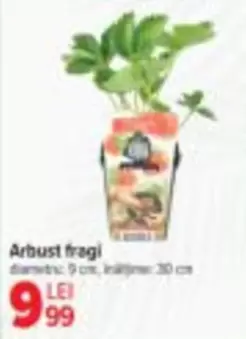 Arbust fragi