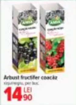 Arbust fructifer coacăz