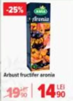 Arbust fructifer aronia