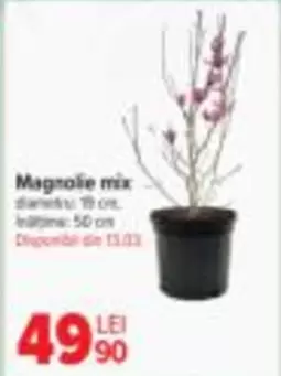 Magnolie mix