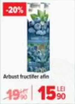 Arbust fructifer afin