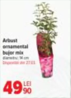 Arbust ornamental bujor mix