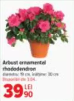 Arbust ornamental rhododendron