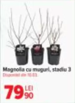 Magnolia -  cu muguri, stadiu 3