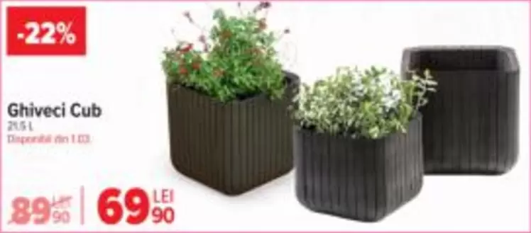 Ghiveci Cub