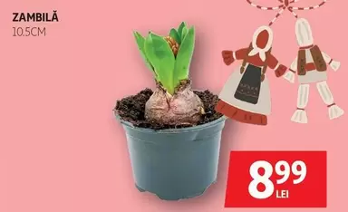 ZAMBILĂ