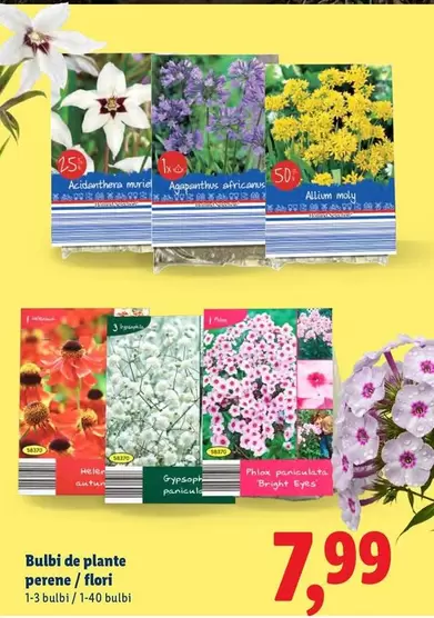 Bulbi de plante perene / flori