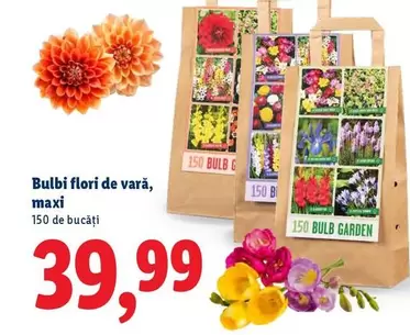 Bulbi flori de vară, maxi