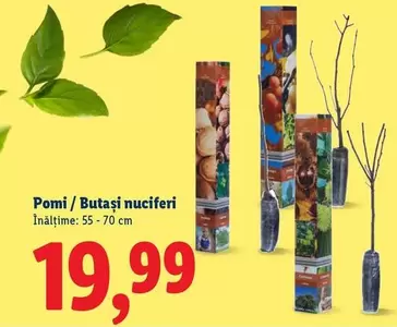 Pomi / Butași nuciferi