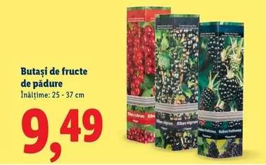 Butași de fructe de pădure