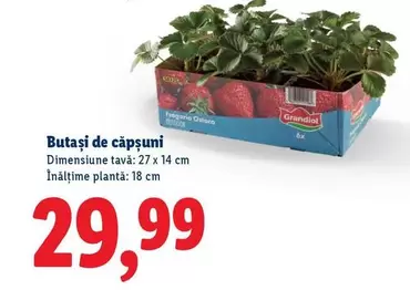 Butași de căpşuni