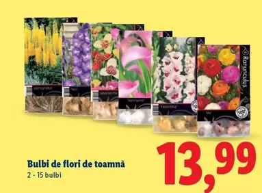 Bulbi de flori de toamnă