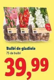 Bulbi de gladiole