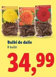 Bulbi de dalie