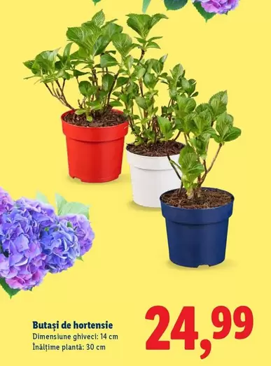 Butași de hortensie