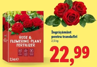 Îngrășământ pentru trandafiri