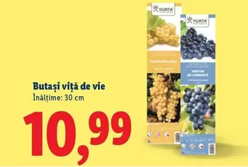 Butași viță de vie