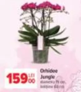 Orhidee Jungle