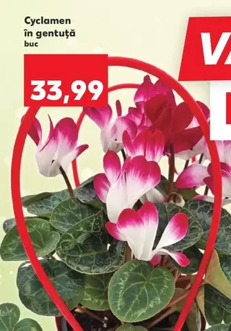 Cyclamen