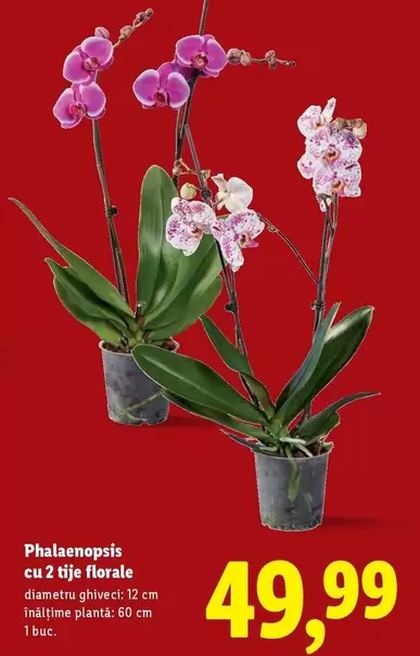 Phalaenopsis cu 2 tije florale