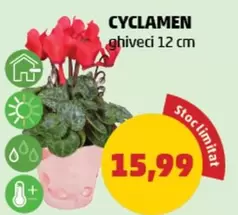 CYCLAMEN