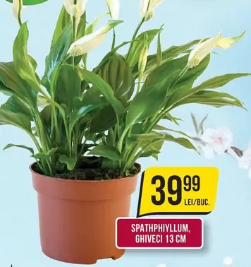 SPATHIPHYLLUM