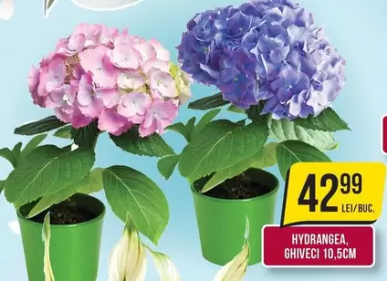 HYDRANGEA GHIVECI 10,5CM
