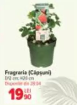 Fragaria (Căpșuni)