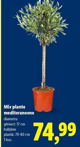 Mix plante mediteraneene