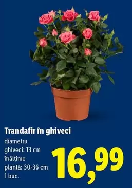 Trandafir în ghiveci