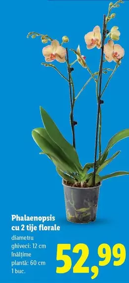 Phalaenopsis cu 2 tije florale