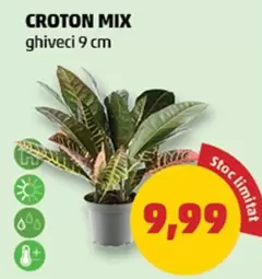 CROTON MIX