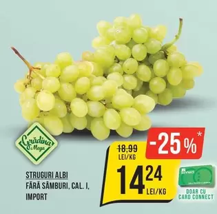 STRUUGURI ALBI FARA SAMBURI, CAL. I, IMPORT