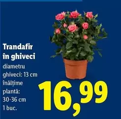 Trandafir în ghiveci