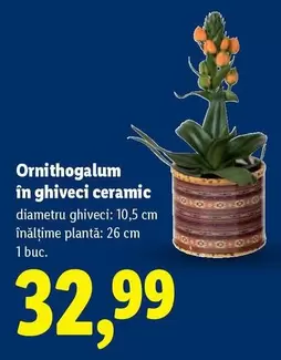 Ornithogalum în ghiveci ceramic