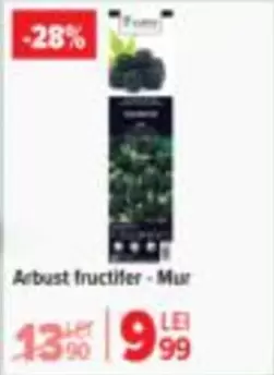 Arbust fructifer - Mur