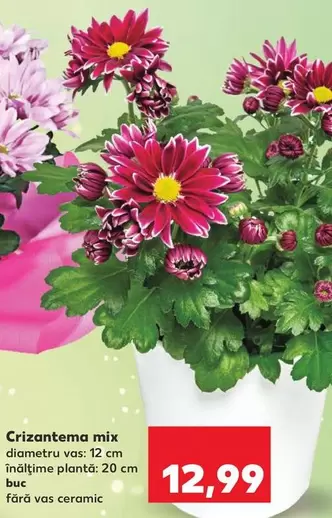 Crizantema mix