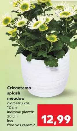 Crizantema splash meadow