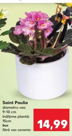 Saint Paulia