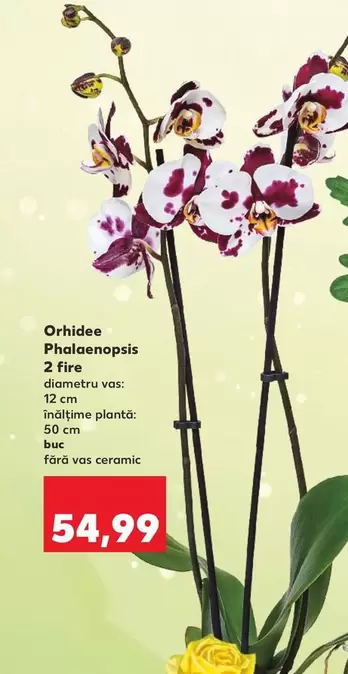 Orhidee Phalaenopsis