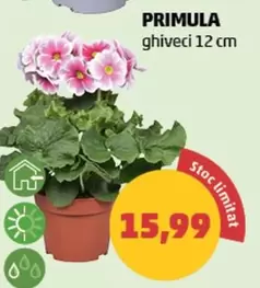 PRIMULA ghiveci 12 cm