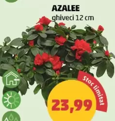 AZALEE ghiveci 12 cm