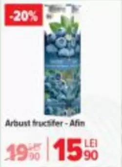 Arbust fructifer - Afin