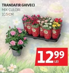 Trandafir Ghiveci Mix Culori