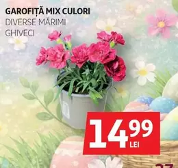 GAROFIȚĂ MIX CULORI