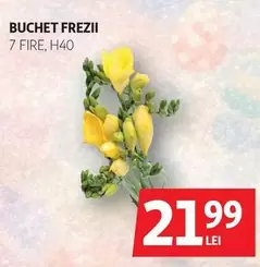 BUCHET FREZII 7 FIRE, H40
